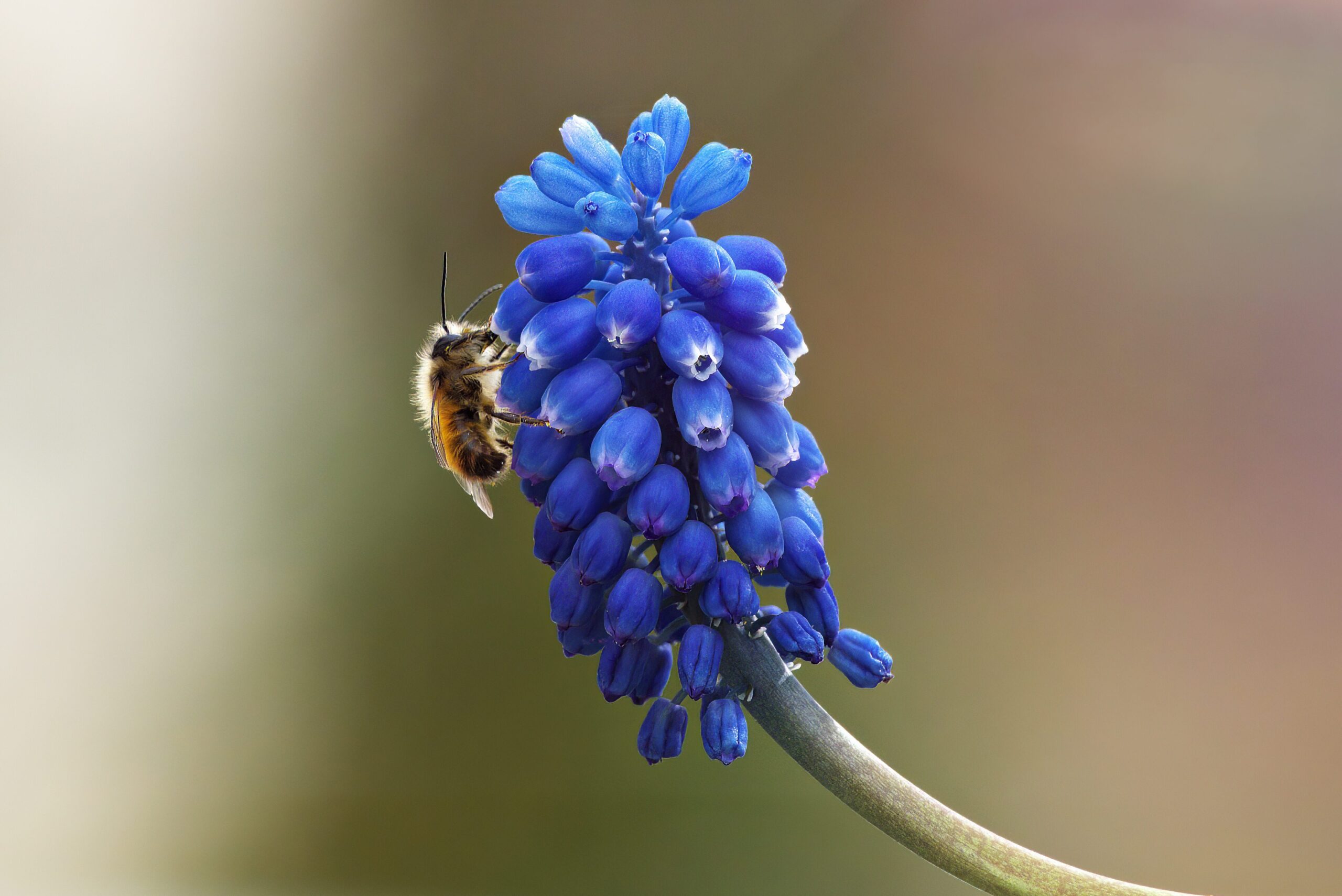 Rosse metselbij op blauwe druifjes