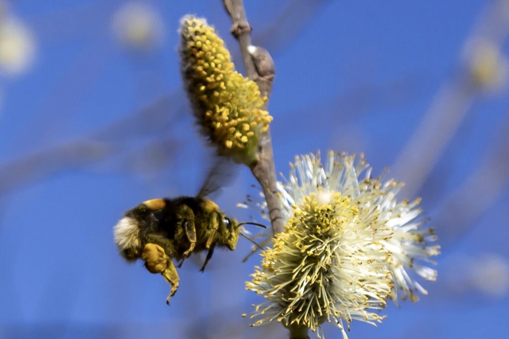 Aardhommelkoningin bij wilg
