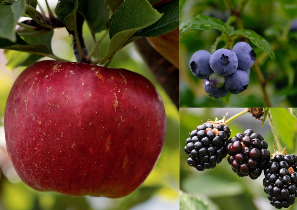 Fruit uit het voedselbos