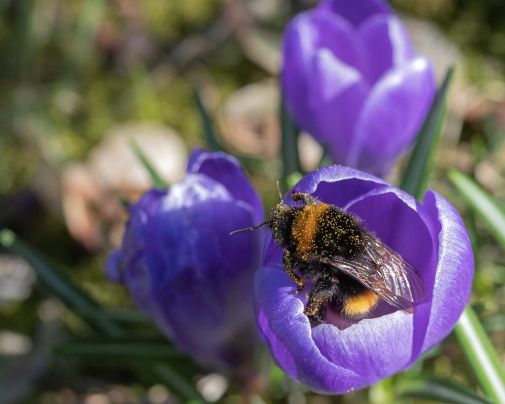 Aardhommel op krokus