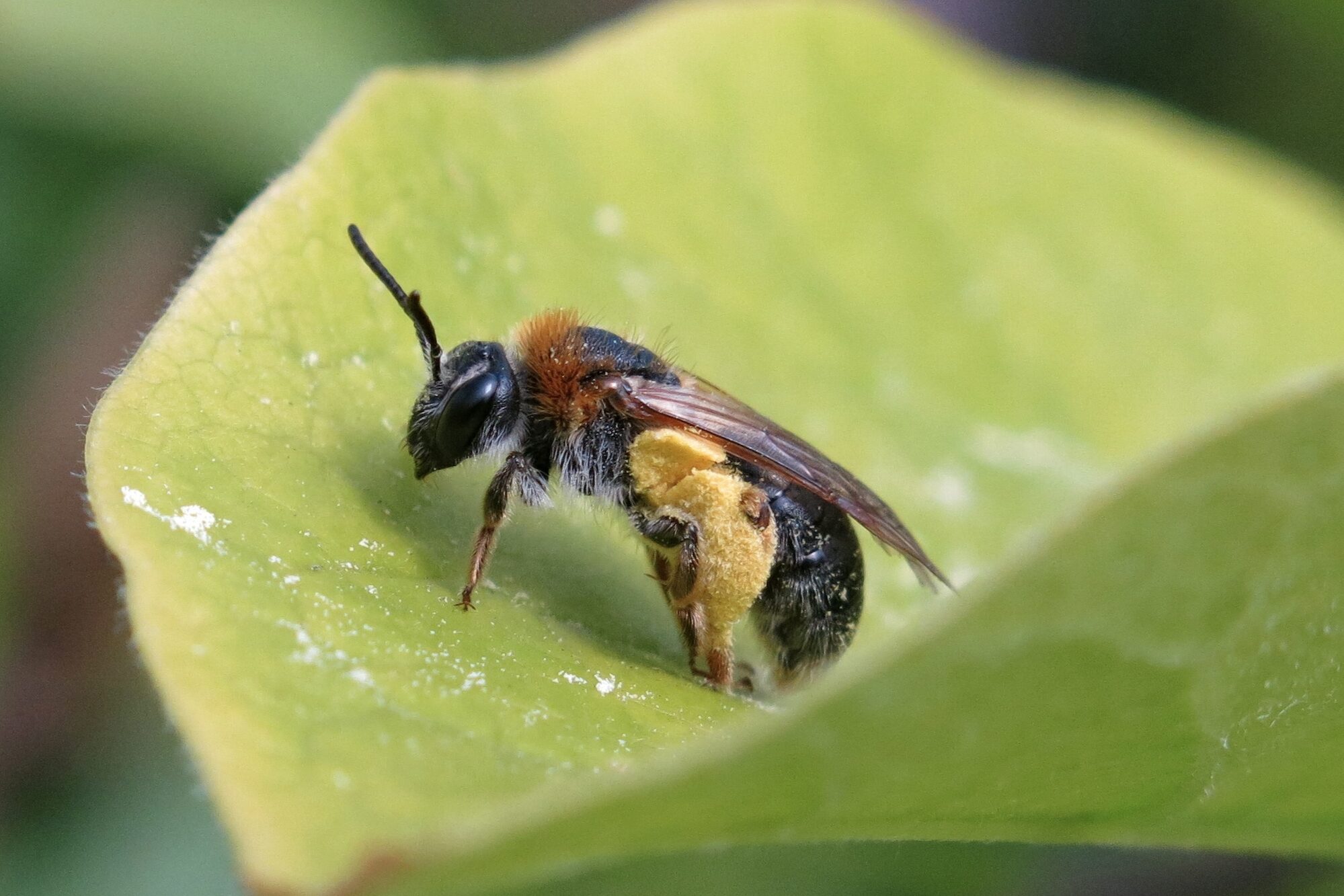 Roodgatje op blad