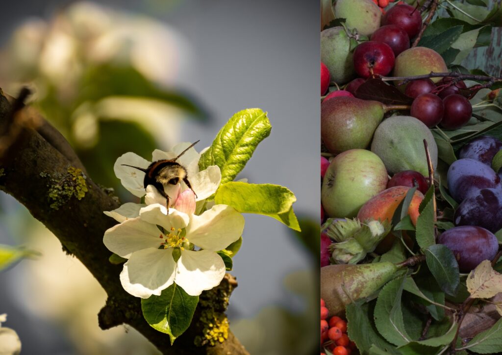 Hommel die een appelboom bestuift en voedsel uit het voedselbos
